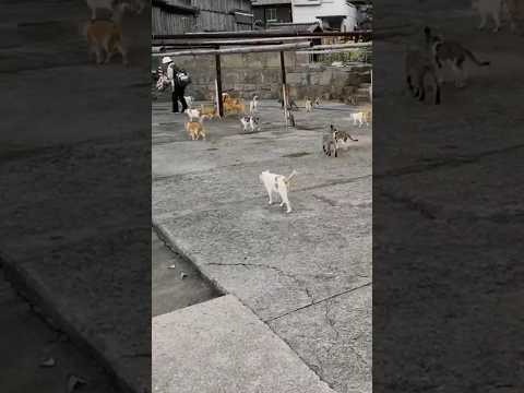 【猫島】昼便で来た人に着いていく猫の数が凄過ぎる!(YouTube)