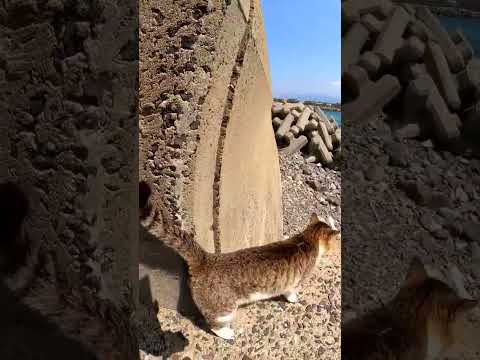 猫駆け寄ってきた駆け寄ってきた#感動猫動画 #野良猫 #Cat #猫 #猫動画 #猫島 #shorts(YouTube)