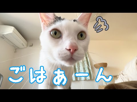 ママの上に乗ってアピールしてくる猫たち【重い】(YouTube)