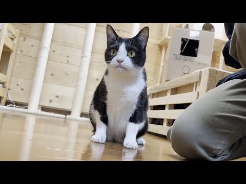 煮干し味に不満げな猫の態度がわるかった(YouTube)