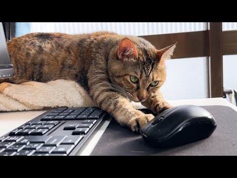 スロースターターな猫は行動する前にまずは考えてから笑(YouTube)