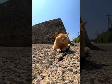 寝てる? #shorts(YouTube)