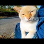 道端に寝ていた白猫ちゃん、撫でると懐いてきて膝の上に乗ってきた(YouTube)