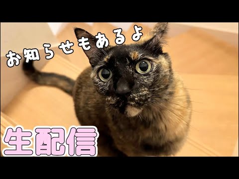 4月のおやつ生配信！新グッズの発表も🐱(YouTube)
