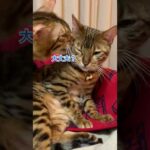 妊婦の嫁をささえる旦那猫 #shorts(YouTube)