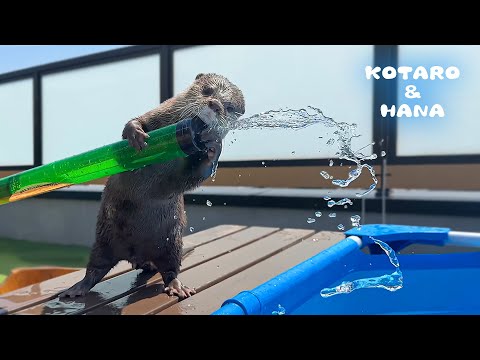 バズーカみたいな水鉄砲が楽しすぎてカワウソがこうなった　Otter hooked on the Water Launcher!(YouTube)