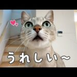 家事が終わるだけでも鳴いて喜んでくれる猫たち(YouTube)