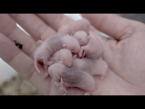 繁殖時に死んでしまったマウスはこうなります(YouTube)