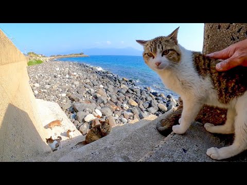 防波堤の切れ目に行ってみると海辺に降りていた猫達が戻ってきた(YouTube)