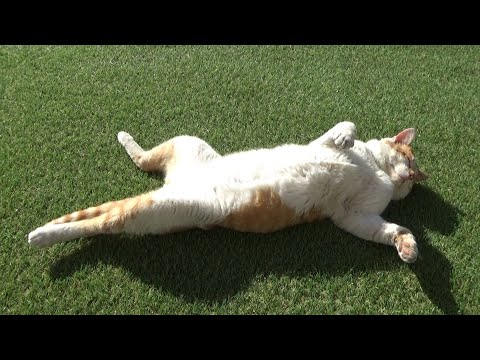 貫禄のボス猫は警戒心がなくなりました(YouTube)