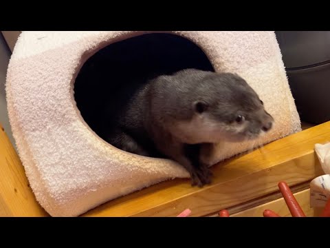 乙女カワウソの巣の中を勝手に漁ってみました！ I took the liberty of scavenging inside a maiden otter’s nest!(YouTube)