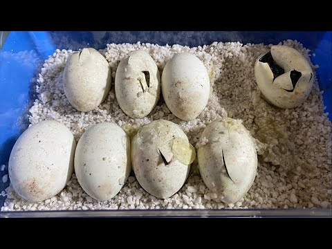 今日こそ！オオトカゲが卵を開けて出てくる瞬間が見たい！(YouTube)