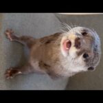猫のいる高い場所に行きたくて必死で上を見上げジャンプしまくるカワウソ Otter look up and jump to get to where the cat is.(YouTube)