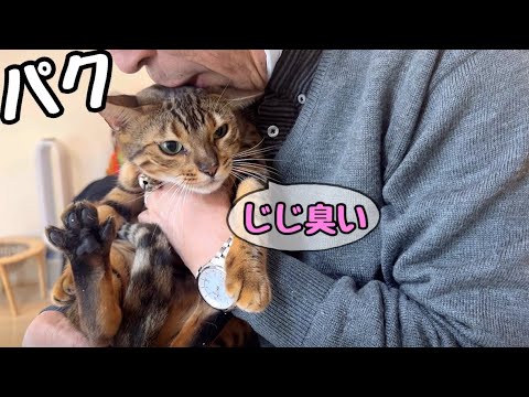 おじぃの餌食になっていく猫達の目が死んだ魚の目をしています(YouTube)