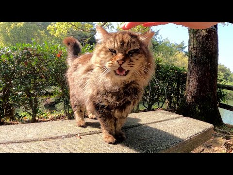 モフモフのキジトラ猫がベンチに飛び乗って顔を洗う(YouTube)
