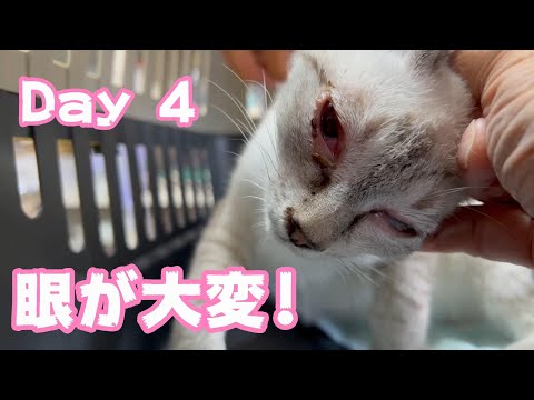 眼が大変!  Day 4(YouTube)