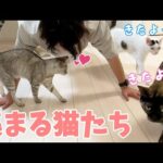 腕立て伏せをするだけで猫ホイホイになるパパ(YouTube)