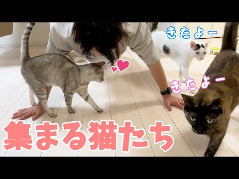 腕立て伏せをするだけで猫ホイホイになるパパ(YouTube)