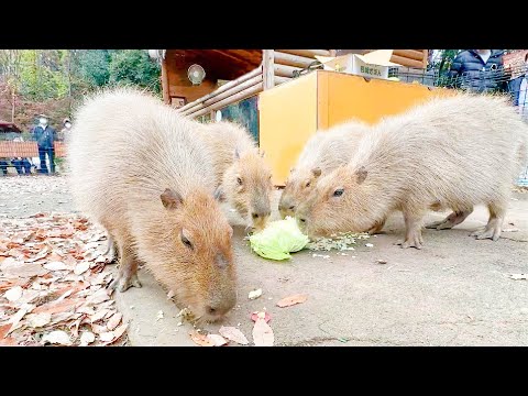 長崎の野菜は埼玉でも大盛況でした。【長崎バイオパーク×埼玉県こども動物自然公園】(YouTube)