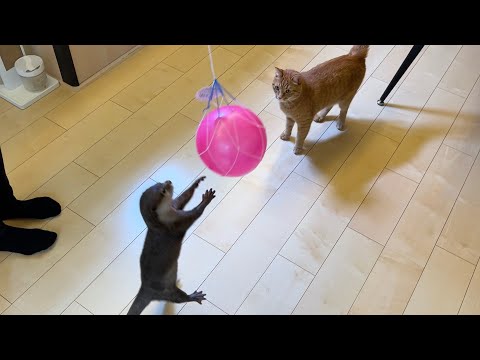大きいボールに大興奮してキャッチボールをしてしまうカワウソと猫！ otter and cat are so excited to play catch with a big ball!(YouTube)