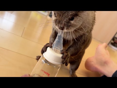 我が家の赤ちゃんおしゃぶりをカワウソに与えたらすごいムニムニし始めた… If you give a baby pacifier to an otter, you’re in trouble.(YouTube)
