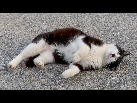 防波堤のハチワレ猫ちゃん、頭を撫でると喜んでゴロンゴロン転がってカワイイ(YouTube)