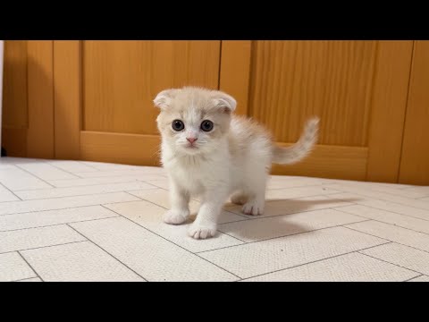 少し大きくなったもち様の弟に会いに行ったらまさかの事が起こりました…(YouTube)