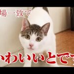 【猫動画】満場一致でかわいいとです〜にゃんともパレード〜#猫動画#猫#266(YouTube)