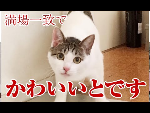 【猫動画】満場一致でかわいいとです〜にゃんともパレード〜#猫動画#猫#266(YouTube)