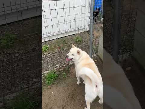 紀州犬と甲斐犬(YouTube)