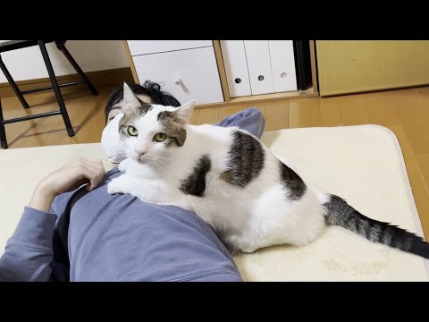 息子の扱いが雑な猫と花粉症がヒドい息子(YouTube)