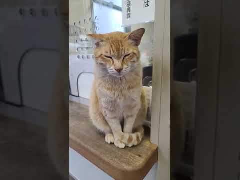 受付猫(YouTube)