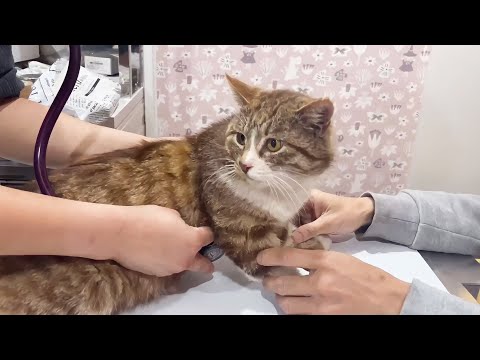 ポン太の血液検査の結果。ある病気が発覚してしまいました。(YouTube)