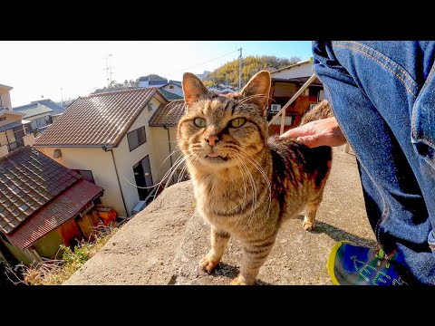 神社の階段途中にいた野良猫、撫でるとゴロゴロと甘えてきてカワイイ(YouTube)