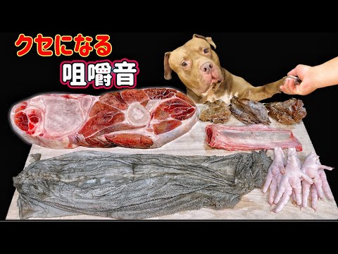 【犬の咀嚼音】最高のご馳走を堪能するピットブルが可愛すぎる(YouTube)