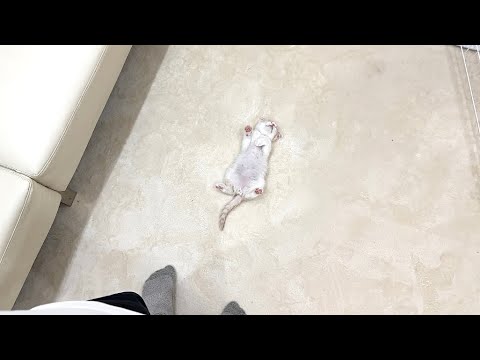 家に来た初日から子猫がまさかのこうなってました…笑(YouTube)