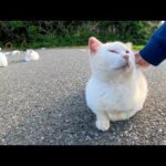 駐車場奥の白猫地帯、いつもの人懐っこい白猫ちゃん今日も膝の上に乗ってきた(YouTube)
