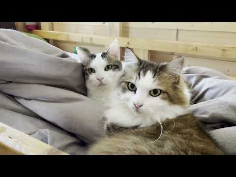 目の前のお母さんとは違うところからお母さんの声が聞こえてきた時の猫の反応は？(YouTube)