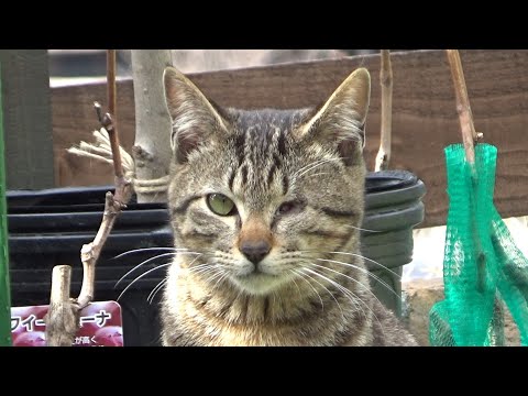 色々あったけど凛々しい顔になってきた猫(YouTube)