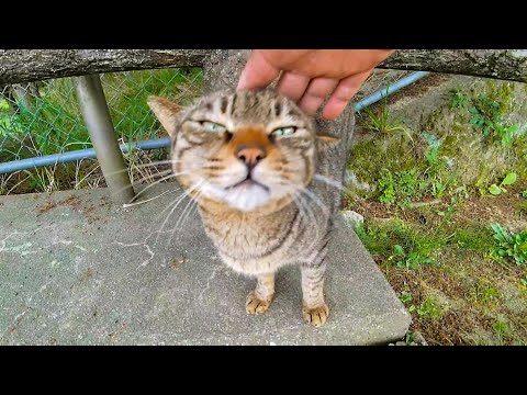塀の上にいた野良猫が降りてきた(YouTube)