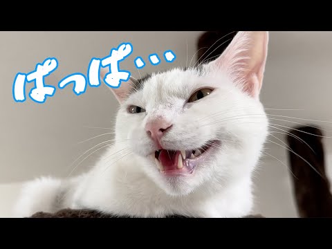声ガラッガラでパパを呼ぶ猫チロさん！(YouTube)