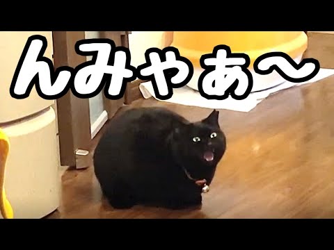 夜な夜な爆音で好きな雄猫（ポン）を呼ぶ黒猫(YouTube)