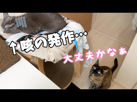 突然のハムちゃんの咳の発作に心配するチロモモ(YouTube)