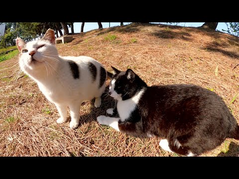 ハチワレ猫をモフると、嫉妬心が爆発してしまう大人げない水玉猫(YouTube)