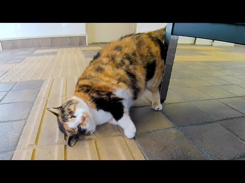 もはや猫カフェ、天気の悪い日は猫が待合室でノンビリ寝ています。(YouTube)