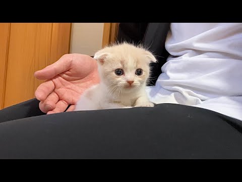 産まれたもち様の弟と初めてご対面しました。(YouTube)
