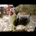 寄り目のキジシロ猫とクリーム猫が竹藪の中かモフられにやって来た(YouTube)