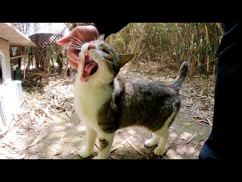寄り目のキジシロ猫とクリーム猫が竹藪の中かモフられにやって来た(YouTube)