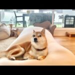 カチッと鍵を外す音がすると野生の本能が目覚めてしまう柴犬(YouTube)