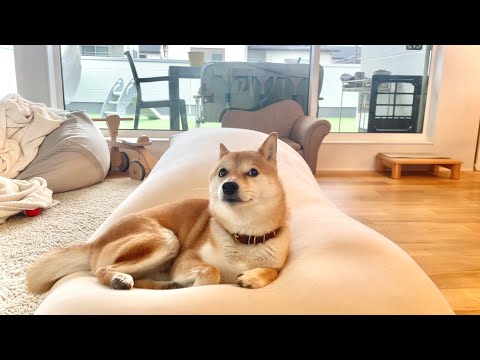 カチッと鍵を外す音がすると野生の本能が目覚めてしまう柴犬(YouTube)